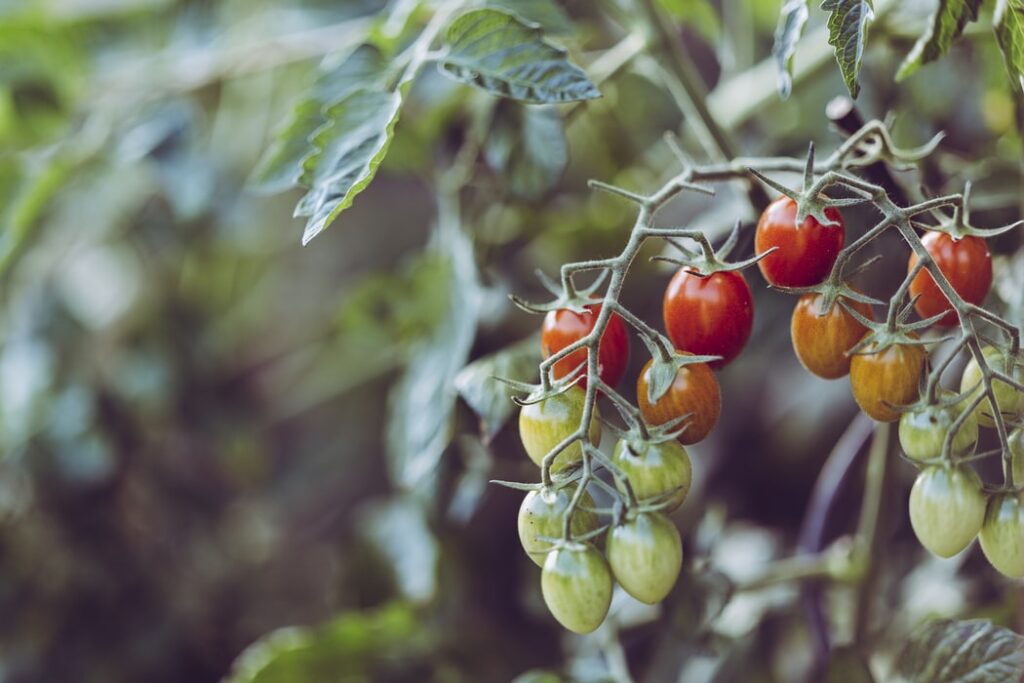 vindoma tomatoes